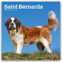 Text: "Saint Bernards, 2027 16-Month Calendar." Ein Bernhardiner steht auf grünem Gras vor einem klaren blauen Himmel.