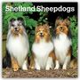 "Shetland Sheepdogs", "2024 16-Month Calendar". Drei Shetland Sheepdogs sitzen nebeneinander vor grünen Blättern.
