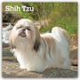 "Shih Tzu 2027 16-Month Calendar." Ein Shih Tzu-Hund steht auf einem Felsen in einer grünen Umgebung.