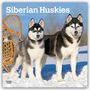 Browntrout Publishers: Siberian Huskies - Siberian Husky 2027 - 16-Monatskalender, KAL