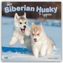 „2027 Siberian Husky Puppies“ und „16-Month Calendar“ sind zu sehen. Zwei Husky-Welpen toben durch den Schnee.