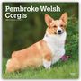 „Pembroke Welsh Corgis 2027 16-Month Calendar“. Ein Corgi steht im Grünen, schaut aufmerksam nach vorne.