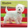 Browntrout Publishers: West Highland White Terriers - Westhighland White Terrier - Westies 2027 - 16-Monatskalender, KAL