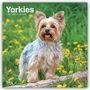Browntrout Publishers: Yorkshire Terriers - Yorkshire Terrier - Yorkies 2027 - 16-Monatskalender, KAL