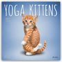 Browntrout Publishers: Yoga Kittens - Kätzchen Yoga 2027 - 16-Monatskalender, KAL