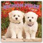 2027 BICHON FRISE Puppies, 16-Month Calendar. Zwei weiße Welpen vor leuchtenden orangefarbenen Blumen.