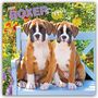 Text: "2027 BOXER Puppies - 16 Month Calendar". Zwei Boxerwelpen sitzen auf einer blauen Bank, umgeben von bunten Blumen.