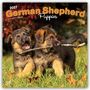 Text: "2027 German Shepherd Puppies, 16-Month Calendar". Zwei verspielte Schäferhundwelpen mit einem Stock auf grünem Gras.