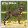 Browntrout Publishers: Great Danes - Deutsche Dogge 2027 - 16-Monatskalender, KAL