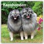 Browntrout Publishers: Keeshonden - Wolfsspitz 2027 - 16-Monatskalender, KAL