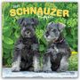 Text: "2027 Schnauzer Puppies 16-Month Calendar". Zwei Schnauzer-Welpen sitzen vor grünen Blättern.