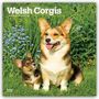 „Welsh Corgis 2024 16-Month Calendar“. Zwei Corgis, ein Erwachsener und ein Welpe, sitzen in einer Wiese mit blauen Blumen.